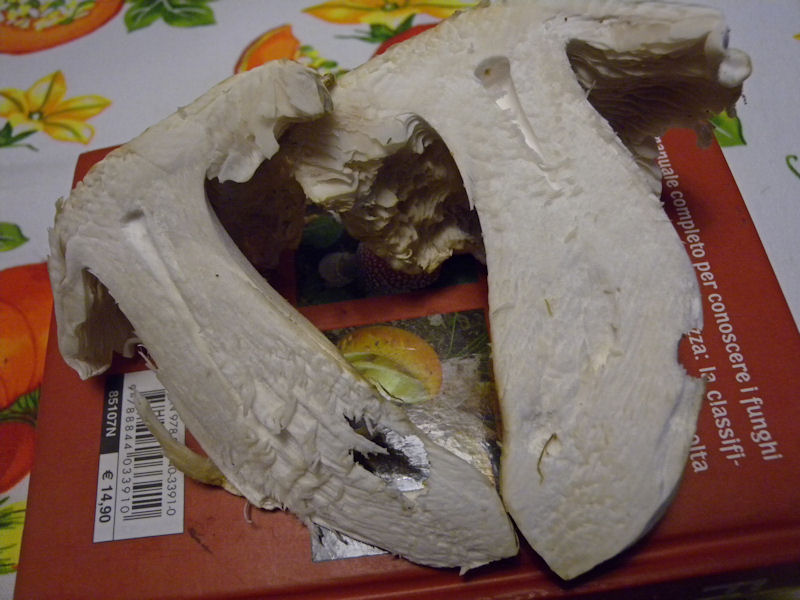 Tricholoma?
